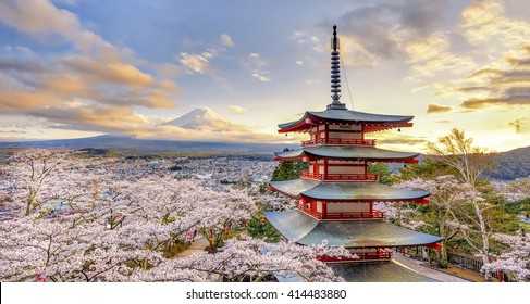 Chureito Pagoda  with Fuji Mountain Background in Sakura Spring Festival at Sunset, Fujiyoshida, Yamanashi, Japan