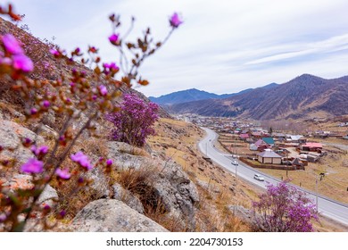 Chuysky Tract Altai Siberia Russia. Beautiful Spring Mountains Blooming Pink Maralnik Wild Rosemary.