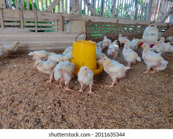 Ciamis, Indonesia - May 20 2021: Close-up of broilers in coop and feed on feed with poultry farm background, indoor chicken farm