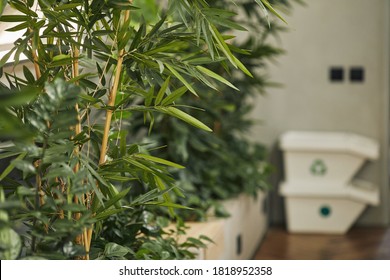 Cian Toned Image Of Lush Bamboo Plants Decorating Domestic Room Or Office With Recycling Bins In Background, Ecology Concept, Copy Space