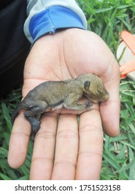 Cianjur, West Java / Indonesia - July 19, 2020: Baby Squirrel (Scandentia) Have Been Found In The Wild Nature. Very Cute Moment.