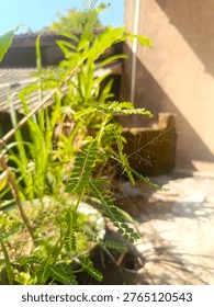 cianjur west java indonesia , wildgrass in morning season