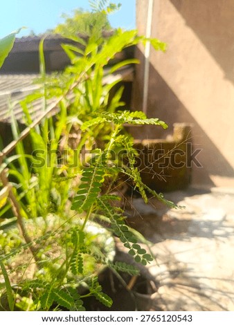 cianjur west java indonesia , wildgrass in morning season