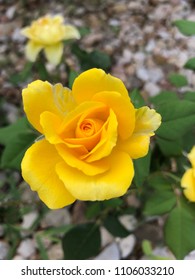 Cibolo, TX/US - 6/4/18: Henry Fonda Yellow Rose