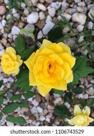 Cibolo,TX/US - 6/5/2018: Henry Fonda Yellow Rose Bloom