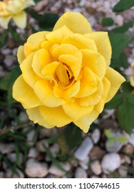 Cibolo,TX/US - 6/5/2018: Henry Fonda Yellow Rose In Full Bloom