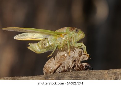 Cicada