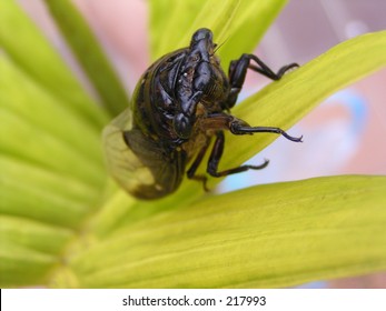 Cicada.