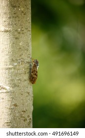 Cicada