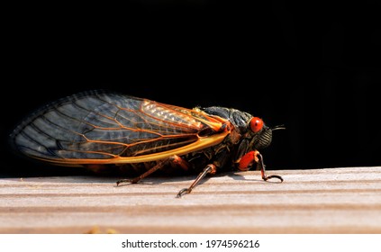 Cicada adult macro close up. 17 year brood of the magicicada species in full body profile crawling on a wood surface in daytime. Folded translucent wings, red eyes visible. Black background. Isolated.