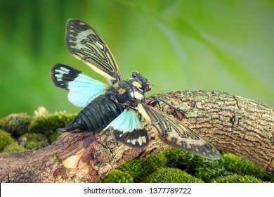 Cicada : Blue butterfly-wings cicada (Distantalna splendida) is a cicada species from southeast Asia (Thailand, Myanmar and India) Butterfly cicadas with broad multicolor wings, the symphony of forest
