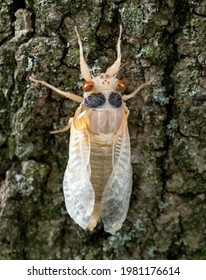 Cicada, Brood X, White Nymph, Newly Molted