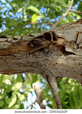Cicada bug animals plant trees leaves