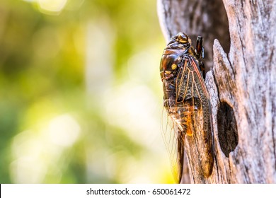 Cicada Bug. Cicada insect. Cicada stick on tree at the park of thailand Tremendous musical abilities of cicada. insect sings beautifully and prefers a warm climate