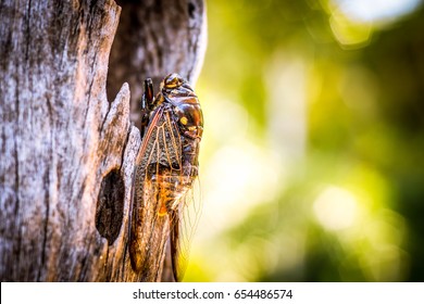 Cicada Bug. Cicada insect. Cicada stick on tree at the park of thailand Tremendous musical abilities of cicada. insect sings beautifully and prefers a warm climate