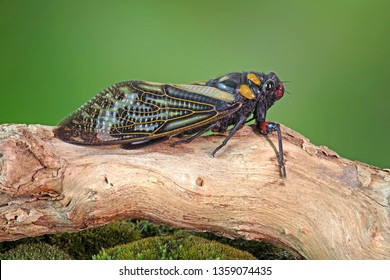 Cicada : Butterfly cicadas with broad multicolor wings. Blue butterfly-wings cicada (Distantalna splendida) is a cicada species from southeast Asia (Thailand, Myanmar and India)