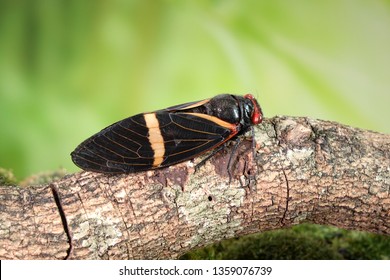 Cicada : Butterfly cicadas with broad multicolor wings. Orange stripe butterfly-wings cicada (Tosena paviei) is a cicada species from southeast Asia (Thailand, Laos and Vietnam)