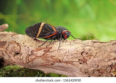 Cicada : Butterfly cicadas with broad multicolor wings. Orange strip butterfly-wings cicada (Tosena paviei) is a cicada species from southeast Asia (Thailand, Laos and Vietnam)
