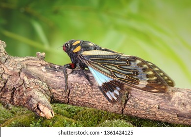 Cicada : Butterfly cicadas with broad multicolor wings. Blue butterfly-wings cicada (Distantalna splendida) is a cicada species from southeast Asia (Thailand, Myanmar and India)