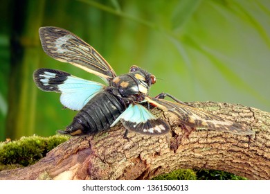 Cicada : Butterfly cicadas with broad multicolor wings. Blue butterfly-wings cicada (Distantalna splendida) is a cicada species from southeast Asia (Thailand, Myanmar and India) Symphony of forest.