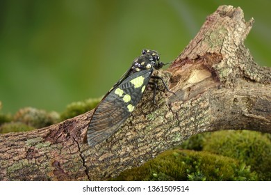 Cicada : Butterfly cicadas with broad multicolor wings. Green and blue color butterfly-wings cicada (Gaeana cheni) is a cicada species from China and Southeast Asia (Thailand, Myanmar)