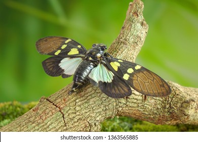 Cicada : Butterfly cicadas with broad multicolor wings. Green and blue color butterfly-wings cicada (Gaeana cheni) is a cicada species from China and Southeast Asia (Thailand, Myanmar)