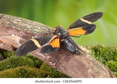 Cicada : Butterfly cicadas with broad multicolor wings. Orange stripe butterfly-wings cicada (Tosena paviei) is a cicada species from southeast Asia (Thailand, Laos and Vietnam)