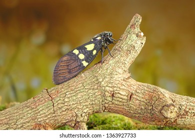 Cicada : Butterfly cicadas with broad multicolor wings. Green and blue color butterfly-wings cicada (Gaeana cheni) is a cicada species from China and Southeast Asia (Thailand, Myanmar)