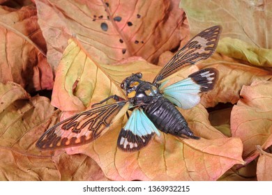 Cicada : Butterfly cicadas with broad multicolor wings. Blue butterfly-wings cicada (Distantalna splendida) is a cicada species from southeast Asia (Thailand, Myanmar and India) Symphony of forest.