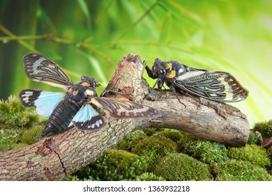 Cicada : Butterfly cicadas with broad multicolor wings. Blue butterfly-wings cicada (Distantalna splendida) is a cicada species from southeast Asia (Thailand, Myanmar and India) Symphony of forest.
