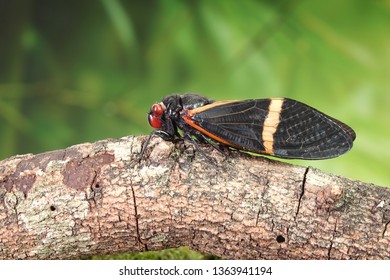 Cicada : Butterfly cicadas with broad multicolor wings. Orange stripe butterfly-wings cicada (Tosena paviei) is a cicada species from southeast Asia (Thailand, Laos and Vietnam)