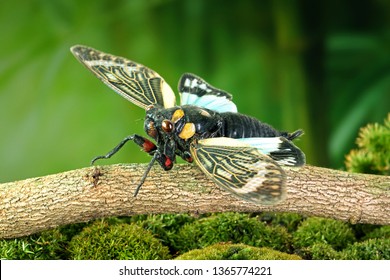 Cicada : Butterfly cicadas with broad multicolor wings. Blue butterfly-wings cicada (Distantalna splendida) is a cicada species from southeast Asia (Thailand, Myanmar and India) Symphony of forest.
