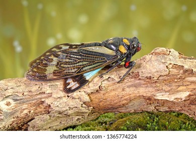 Cicada : Butterfly cicadas with broad multicolor wings. Blue butterfly-wings cicada (Distantalna splendida) is a cicada species from southeast Asia (Thailand, Myanmar and India) Symphony of forest.
