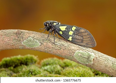Cicada : Butterfly cicadas with broad multicolor wings. Green and blue color butterfly-wings cicada (Gaeana cheni) is a cicada species from China and Southeast Asia (Thailand, Myanmar)