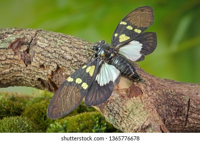 Cicada : Butterfly cicadas with broad multicolor wings. Green and blue color butterfly-wings cicada (Gaeana cheni) is a cicada species from China and Southeast Asia (Thailand, Myanmar)