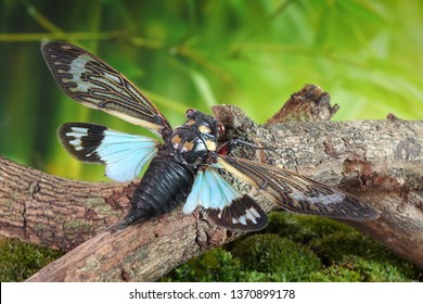 Cicada : Butterfly cicadas with broad multicolor wings. Blue butterfly-wings cicada (Distantalna splendida) is a cicada species from southeast Asia (Thailand, Myanmar and India) Symphony of forest.