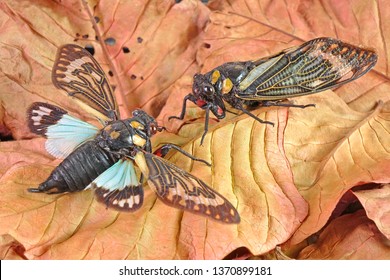 Cicada : Butterfly cicadas with broad multicolor wings. Blue butterfly-wings cicada (Distantalna splendida) is a cicada species from southeast Asia (Thailand, Myanmar and India) Symphony of forest.