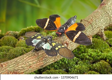 Cicada : Butterfly cicadas with broad multicolor wings. Green and blue color butterfly-wings cicada (Gaeana cheni) and Orange stripe Cicada (Tosena paviei) are cicadas species from Thailand