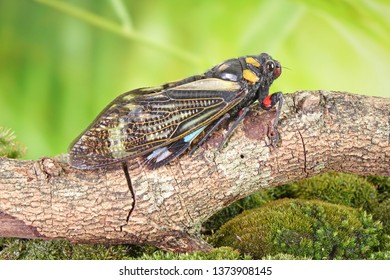 Cicada : Butterfly cicadas with broad multicolor wings. Blue butterfly-wings cicada (Distantalna splendida) is a cicada species from southeast Asia (Thailand, Myanmar and India) Symphony of forest.