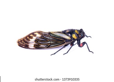 Cicada : Butterfly cicadas with broad multicolor wings. Blue butterfly-wings cicada (Distantalna splendida) is a cicada species from southeast Asia (Thailand, Myanmar and India) Isolated on white.