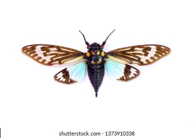 Cicada : Butterfly cicadas with broad multicolor wings. Blue butterfly-wings cicada (Distantalna splendida) is a cicada species from southeast Asia (Thailand, Myanmar and India) Isolated on white.