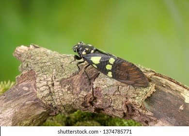 Cicada : Butterfly cicadas with broad multicolor wings. Green and blue color butterfly-wings cicada (Gaeana cheni) is a cicada species from China and Southeast Asia (Thailand, Myanmar)