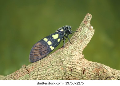 Cicada : Butterfly cicadas with broad multicolor wings. Green and blue color butterfly-wings cicada (Gaeana cheni) is a cicada species from China and Southeast Asia (Thailand, Myanmar)