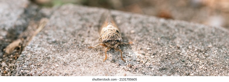 Cicada Cicadidae A Black Large Flying Chirping Insect Or Bug Or Beetle On A Stone Curb. Animals Living In Hot Countries In Turkey. Banner