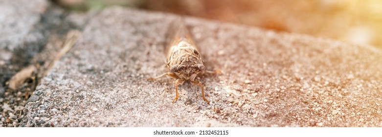 Cicada Cicadidae A Black Large Flying Chirping Insect Or Bug Or Beetle On A Stone Curb. Animals Living In Hot Countries In Turkey. Banner. Flare