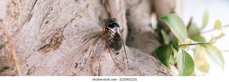 Cicada Cicadidae A Black Large Flying Chirping Insect Or Bug Or Beetle On A Tree Trunk. Animals Living In Hot Countries In Turkey. Banner