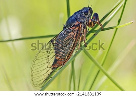 Cicada (Cicadidae). Males chirp, or sing, mostly during the hottest time of the day. The singing of male cicadas serves to attract females.
