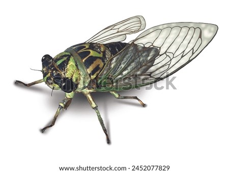 Cicada or Cicala bug on a white background after a long hibernation underground as a symbol of nature and entomology education for large bugs.