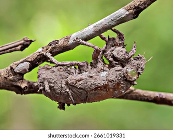 cicada, dragonfly, cocoon, hatching, dry, branch, tree, insect, bokeh, effect, vision, dizzy, blur, macro, close up 