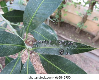 Cicada Eggs On The Mango Leaves